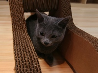 Pet Animal World(PAW)｜長崎バイオパーク