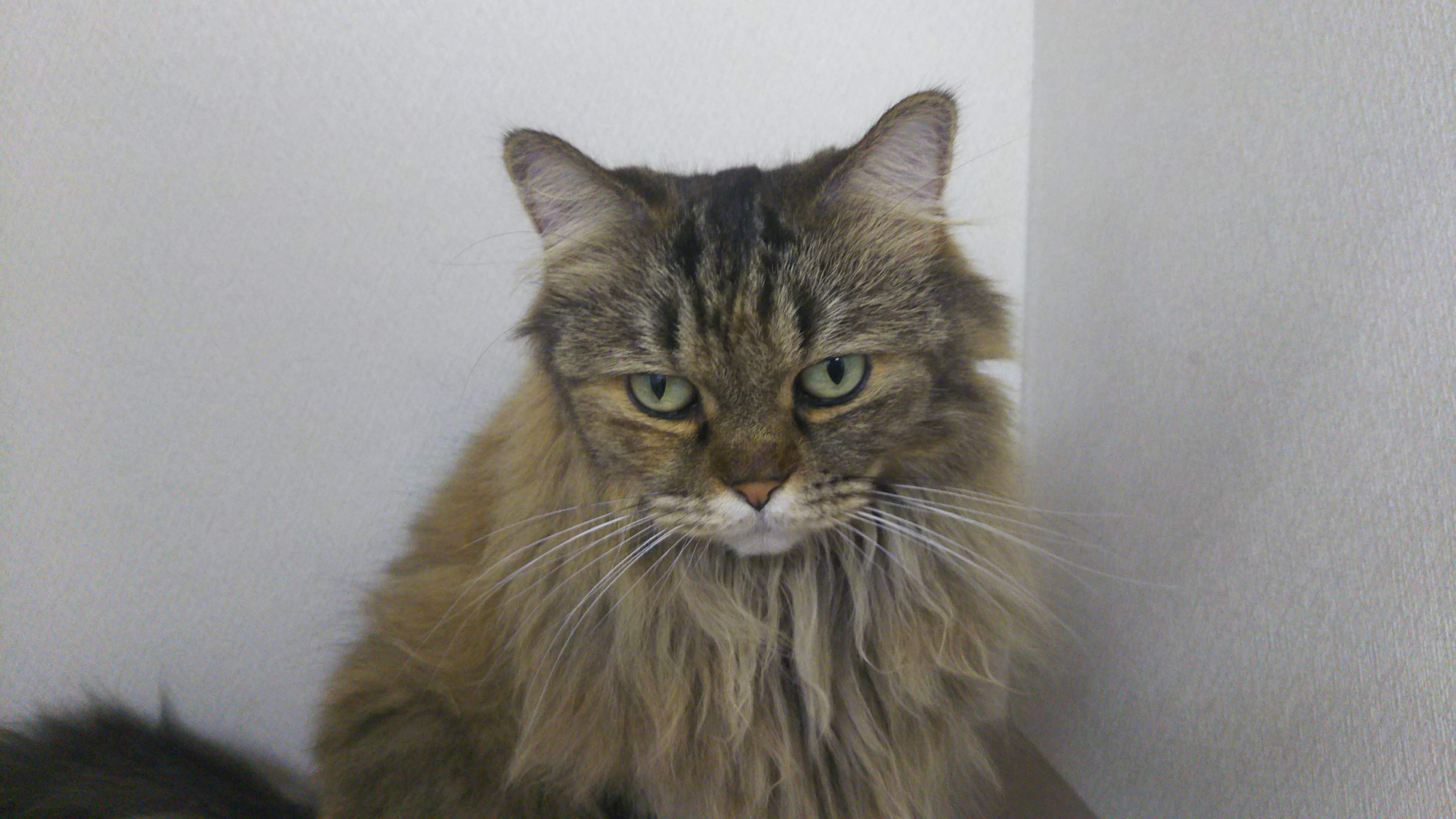 cat cafe にゃんこと