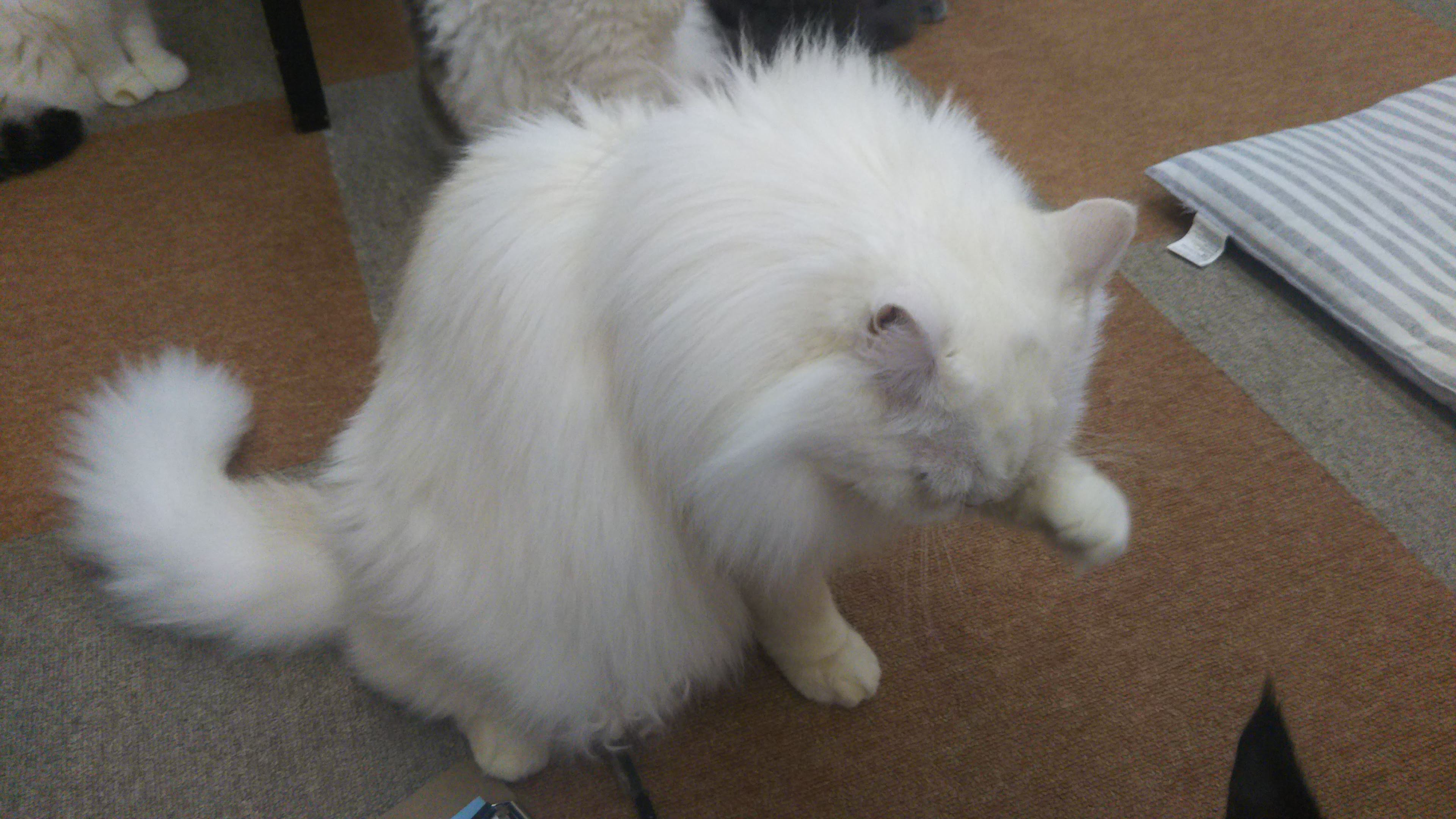 cat cafe にゃんこと