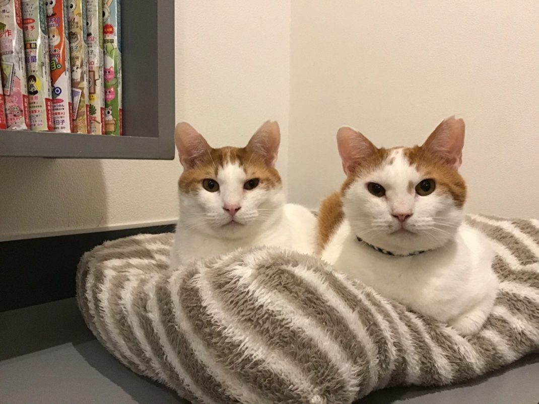   保護猫カフェ ネコリパブリック東京池袋店