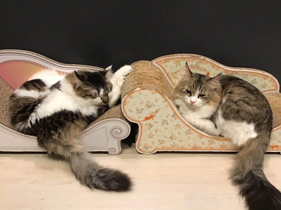   保護猫カフェ ネコリパブリック東京池袋店