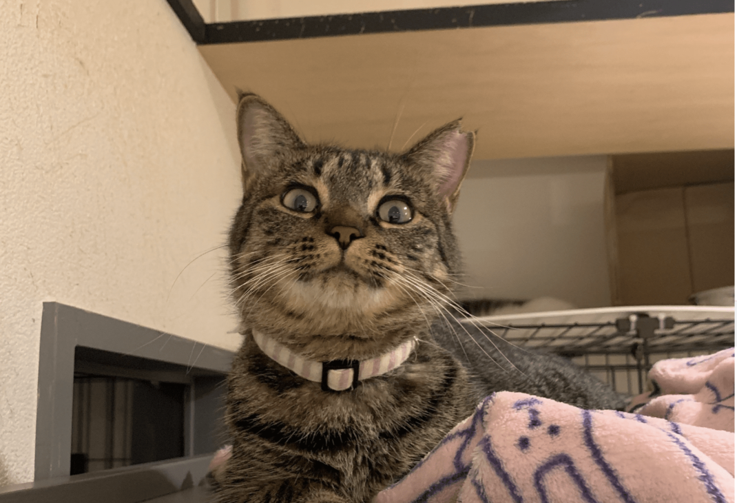   保護猫カフェ ネコリパブリック東京池袋店