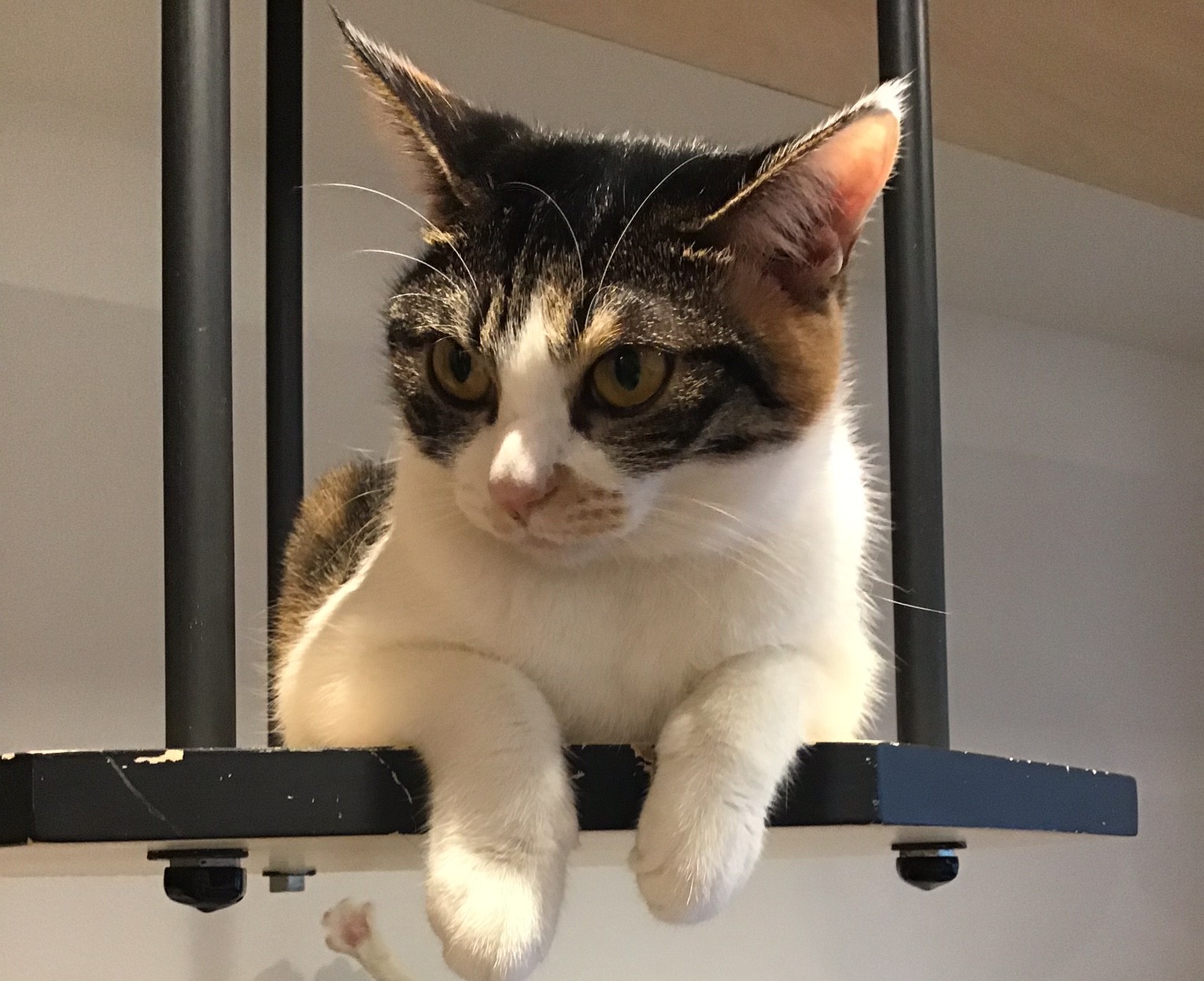   保護猫カフェ ネコリパブリック東京池袋店