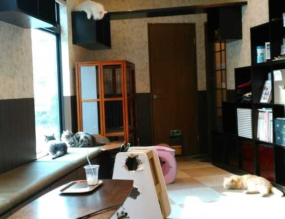   わんにゃんカフェ & ペットホテル NeoNeo