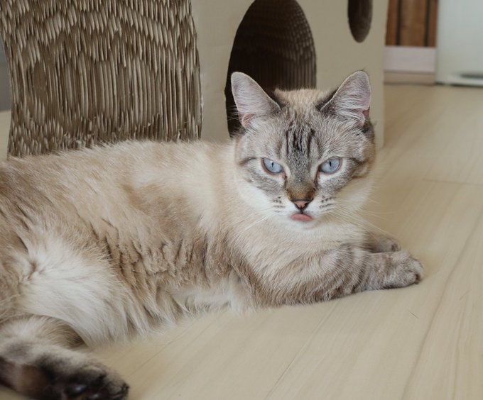 猫カフェ リプミィ