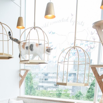  猫カフェMOCHA 原宿店