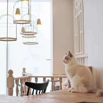  猫カフェMOCHA 原宿店