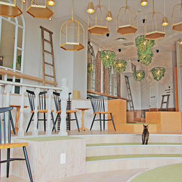  猫カフェMOCHA 原宿店