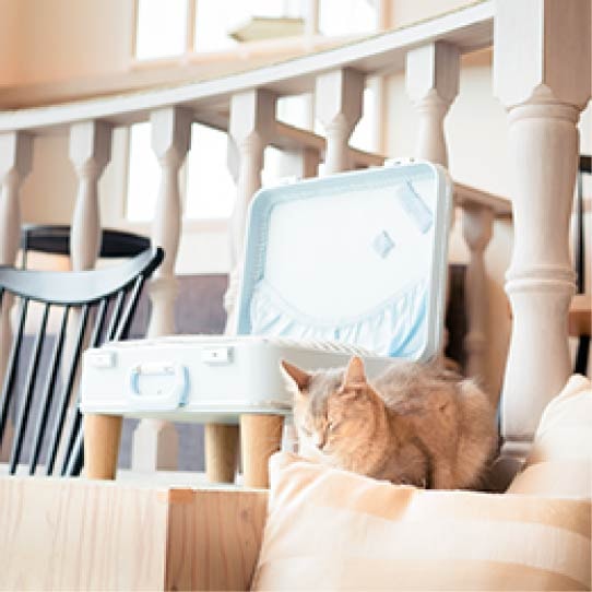  猫カフェMOCHA 原宿店