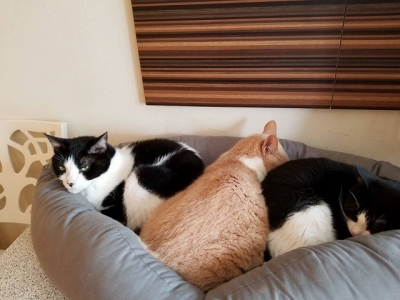 Nyafe　Melange　ニャフェ・メランジェ