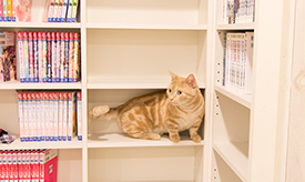 猫カフェ 猫家(ねこや)川越店