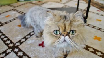 猫カフェねこあそび！