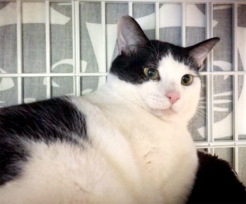 里親募集型保護猫カフェ CAT'S INN TOKYO-キャッツイン東京-