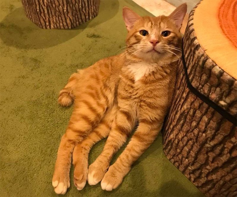 里親募集型保護猫カフェ CAT'S INN TOKYO-キャッツイン東京-