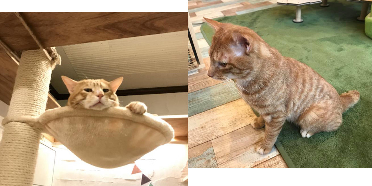 里親募集型保護猫カフェ CAT'S INN TOKYO-キャッツイン東京-