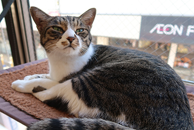 猫のいる休憩室〜谷保ねこ〜