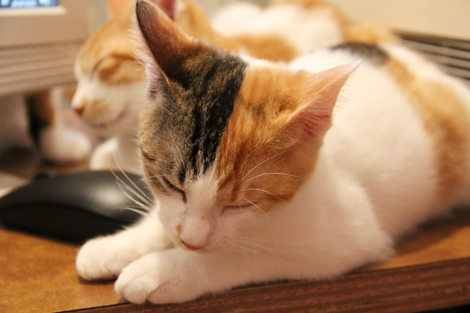 猫のいる休憩室〜谷保ねこ〜