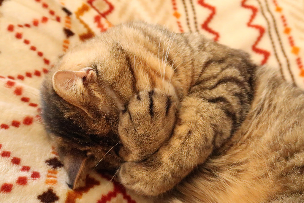 猫のいる休憩室〜谷保ねこ〜