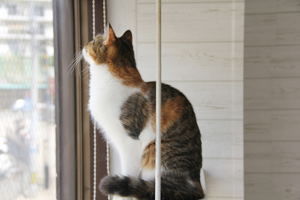 猫のいる休憩室〜谷保ねこ〜