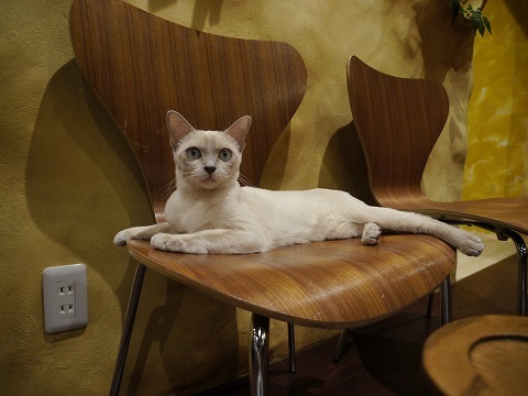 コジマのネコカフェ「ミネット」