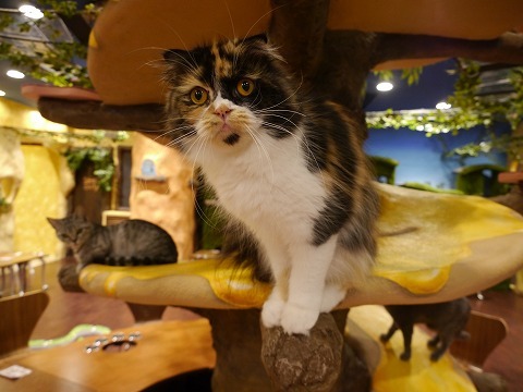 コジマのネコカフェ「ミネット」