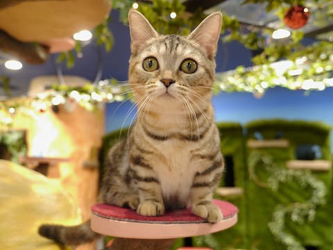 コジマのネコカフェ「ミネット」