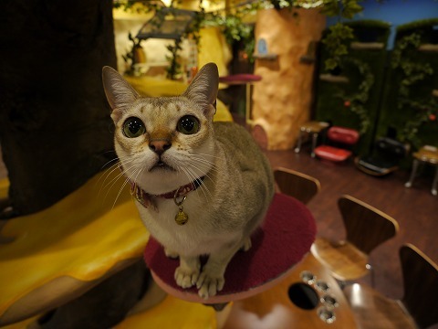 コジマのネコカフェ「ミネット」