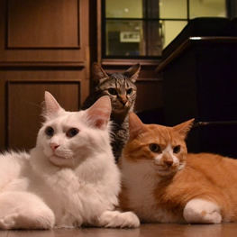 浅草の猫カフェ【カフェきゃらふ】