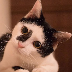 浅草の猫カフェ【カフェきゃらふ】