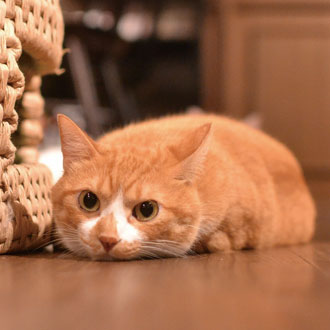 浅草の猫カフェ【カフェきゃらふ】