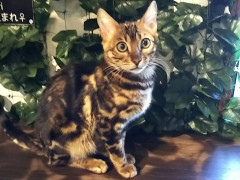 倉敷の猫屋敷／KURASHIKIヒョウ猫の森