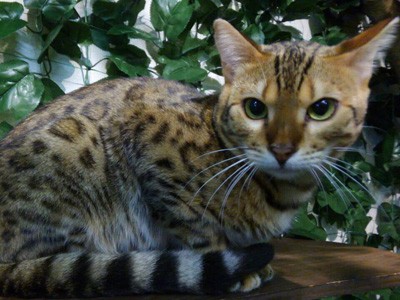倉敷の猫屋敷／KURASHIKIヒョウ猫の森