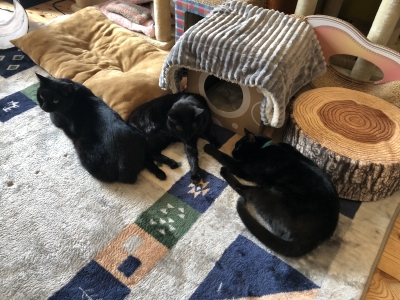 cat cafe ねこびやか　-黒猫cm-