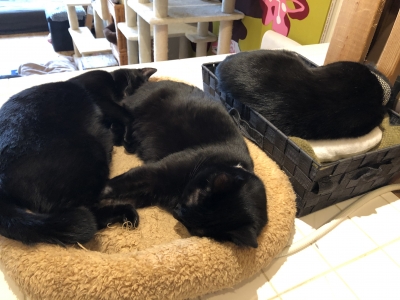 cat cafe ねこびやか　-黒猫cm-