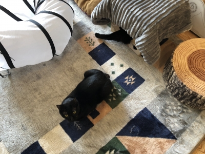 cat cafe ねこびやか　-黒猫cm-