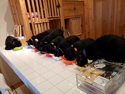 cat cafe ねこびやか　-黒猫cm-