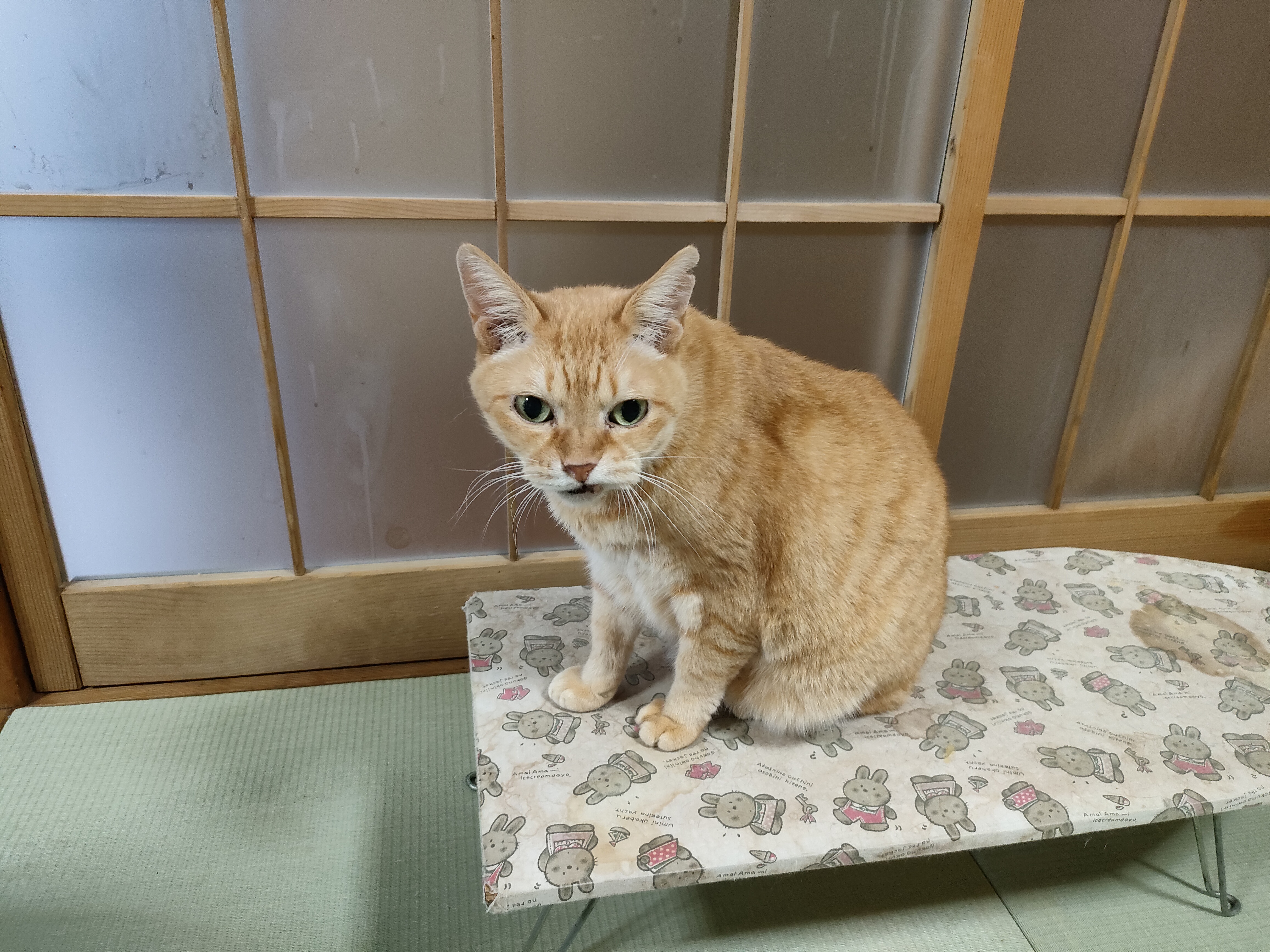 ぬこぬこナビゲーター