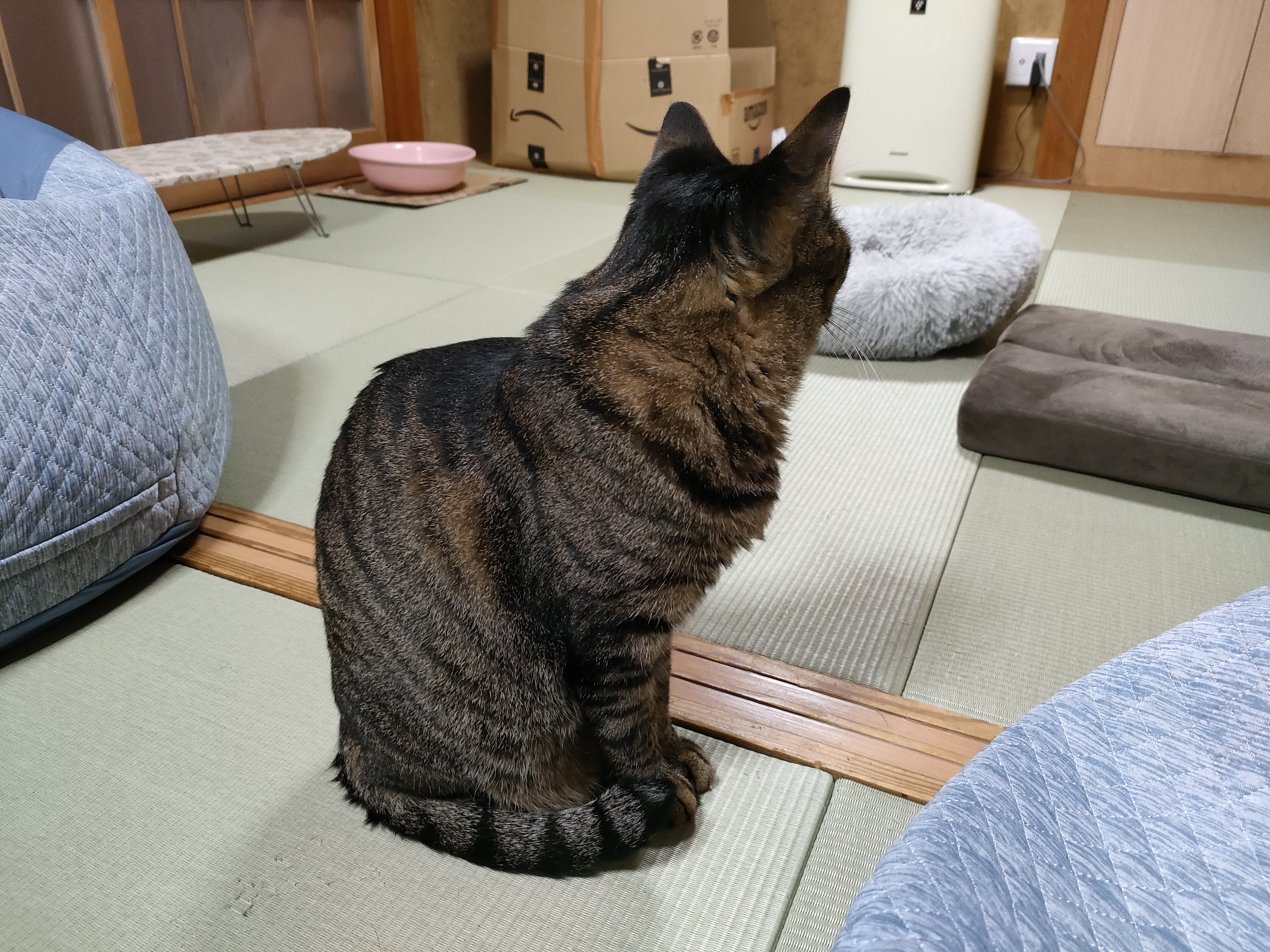 ぬこぬこナビゲーター