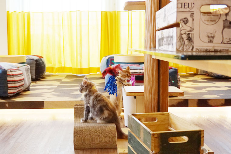 ネコカフェ・MONTA/もんた