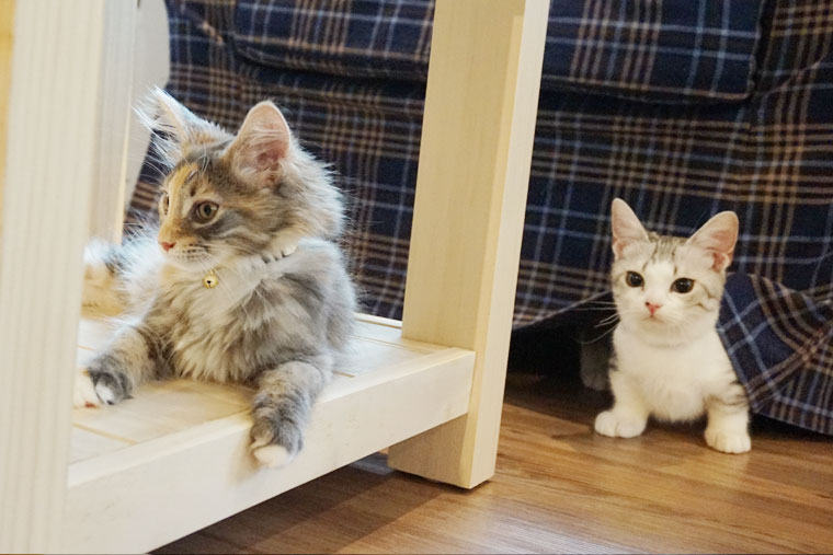 ネコカフェ・MONTA/もんた