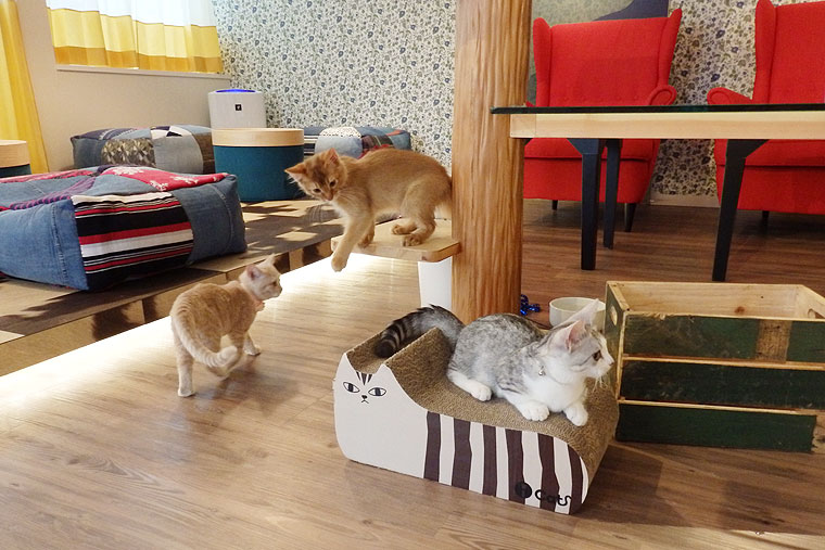 ネコカフェ・MONTA/もんた