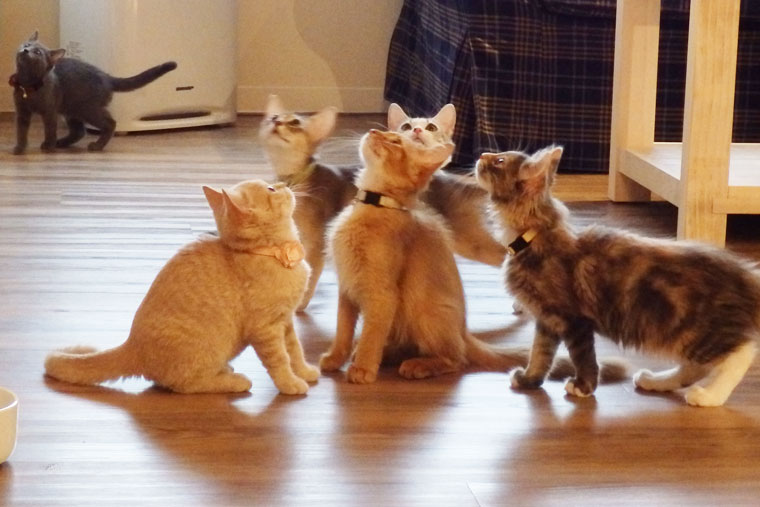 ネコカフェ・MONTA/もんた