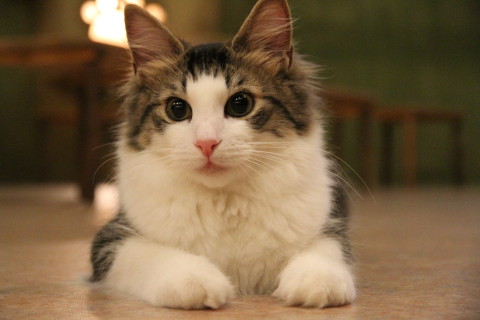 CatCafe てまりのおうち