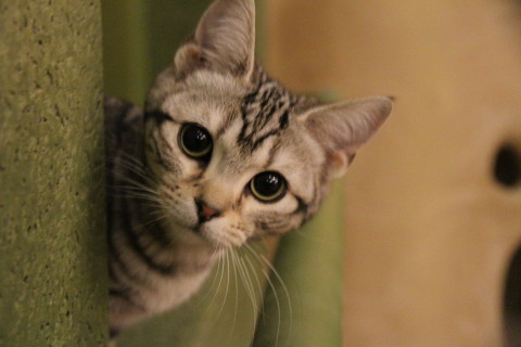 CatCafe てまりのおうち