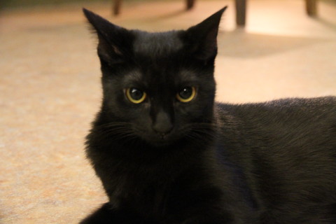 CatCafe てまりのおうち