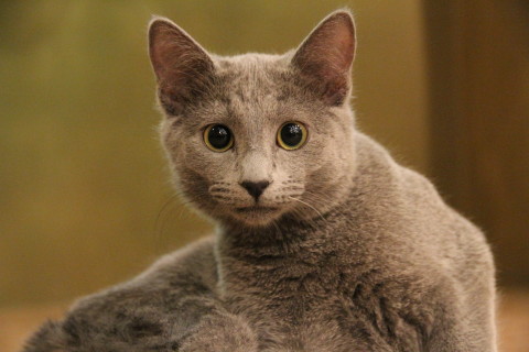 CatCafe てまりのおうち