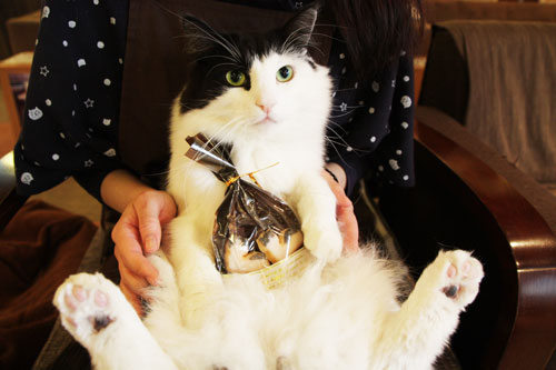 猫の居る休憩所299（にくきゅう）