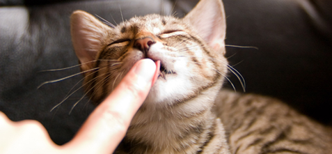 猫の居る休憩所299（にくきゅう）