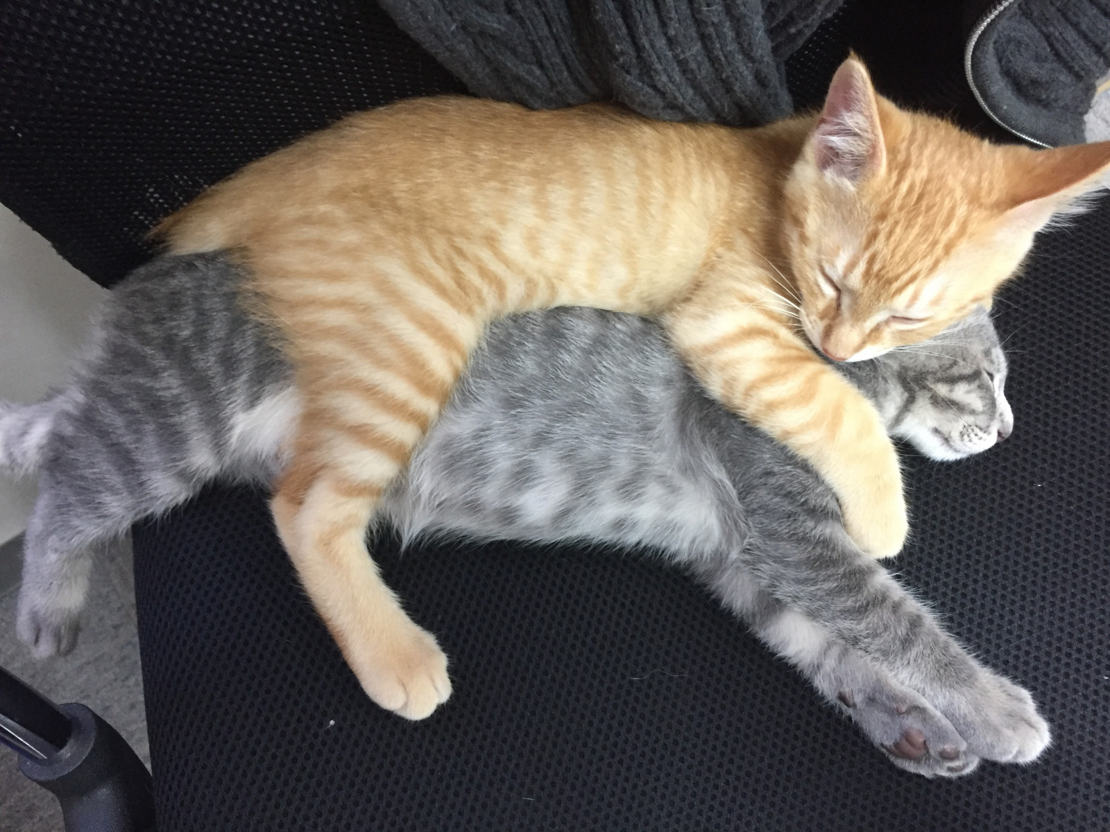 札幌保護猫シェルター＆福祉運営カフェmataｘtabi