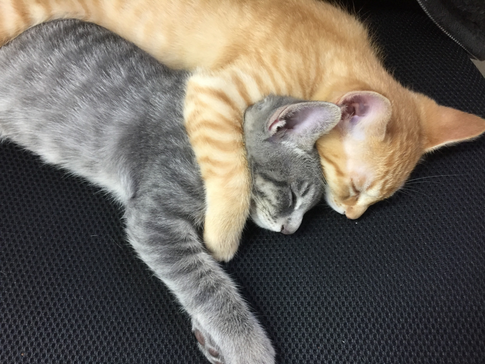 札幌保護猫シェルター＆福祉運営カフェmataｘtabi